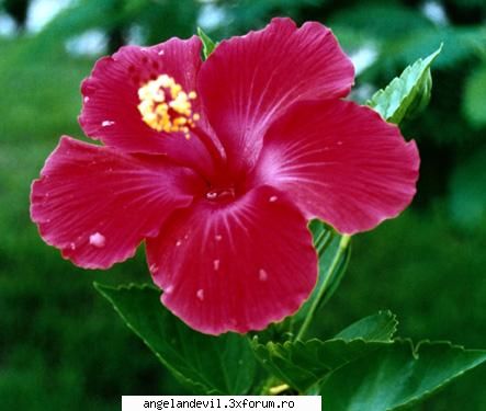 floare hibiscus floare semnifica frumusete, esti persoana care multumeste pentru primit viata. iti biggest fan of shaman king