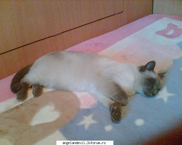 animale, subiectul meu am o pisica. se numeste yvy. e adorabila. o iubesc enosr si ea pe mine la