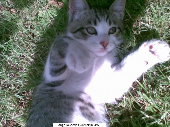 animalele nostre - am si un pisoi, l-am numit MAX, pentru ca se - Sedinte /Cafenea
