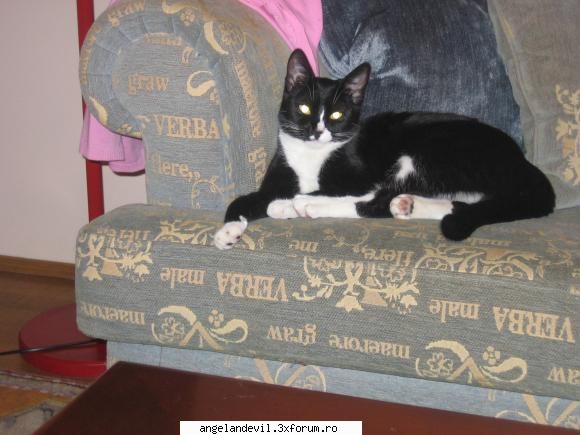 animalele nostre - pisoiul meu e mare acum l-am dus la tara la - Sedinte /Cafenea